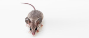 Extermination de souris