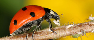 Extermination de coccinelle
