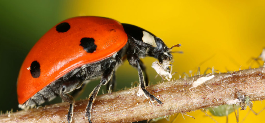 Extermination de coccinelle