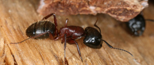 Extermination de fourmies