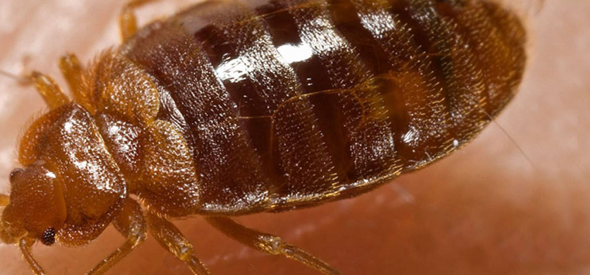 Extermination de punaise